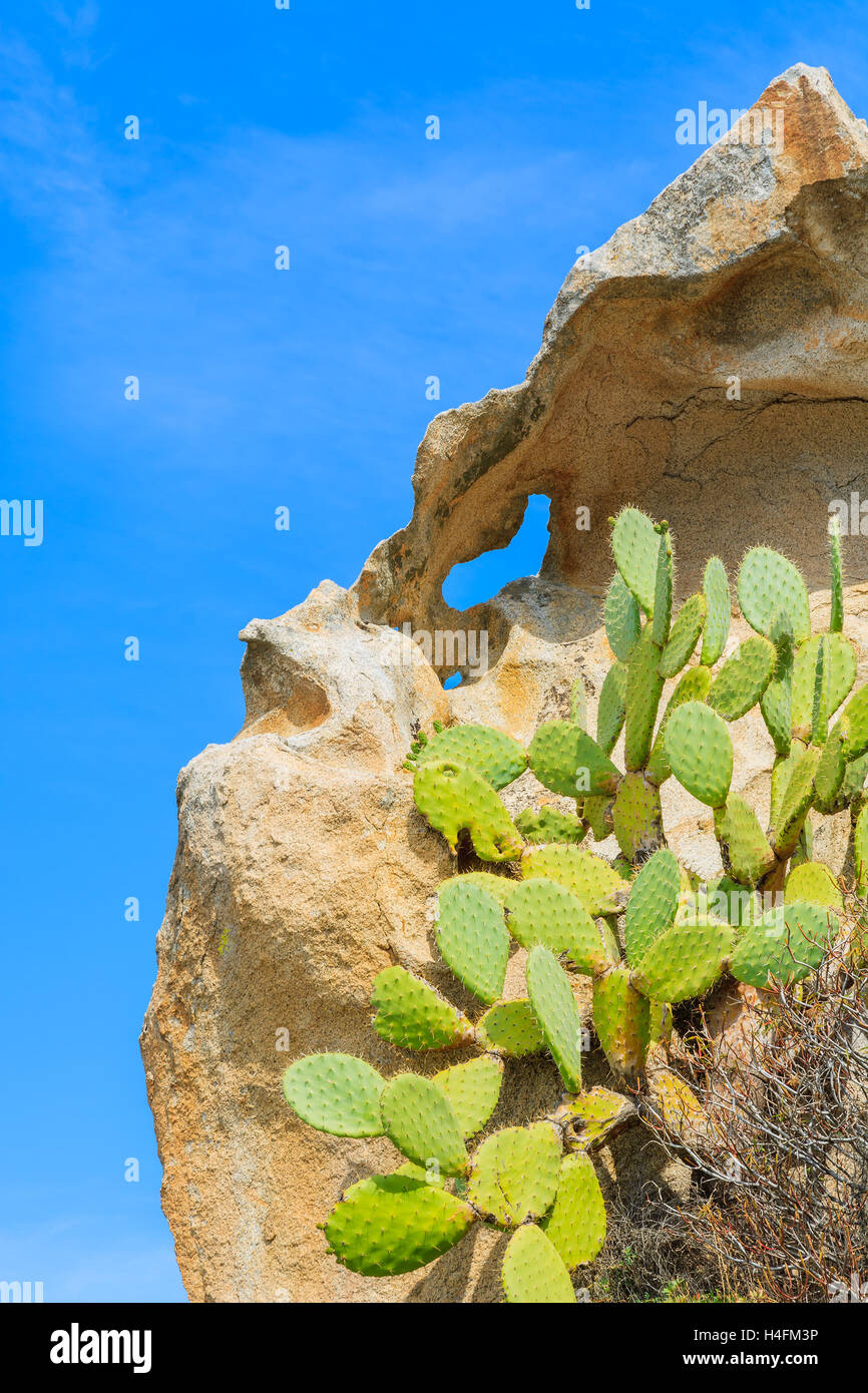 Cactus piante verdi crescente sulla formazione di roccia, Punta Molentis, l'isola di Sardegna, Italia Foto Stock