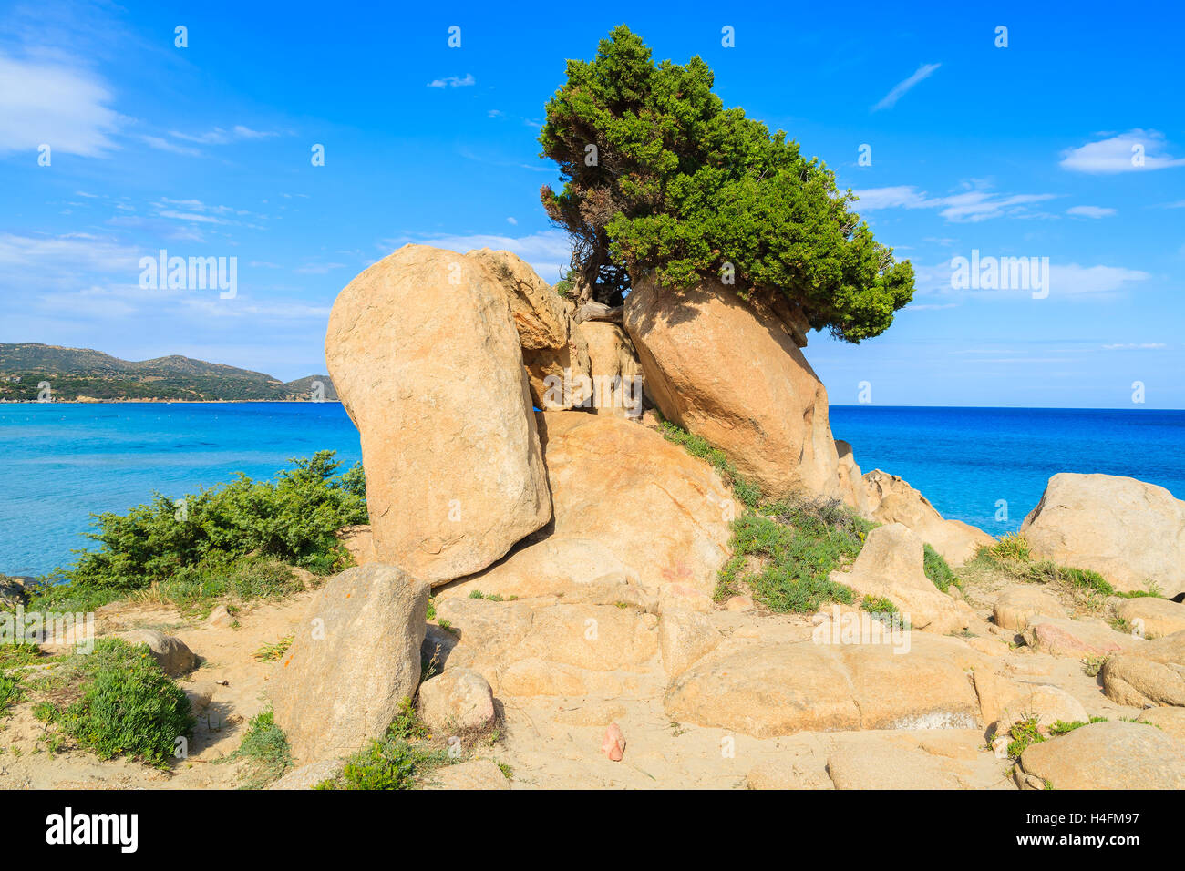 Verde di pini albero che cresce su una roccia e il bellissimo mare azzurro acqua di Porto Giunco bay in background, l'isola di Sardegna, Italia Foto Stock