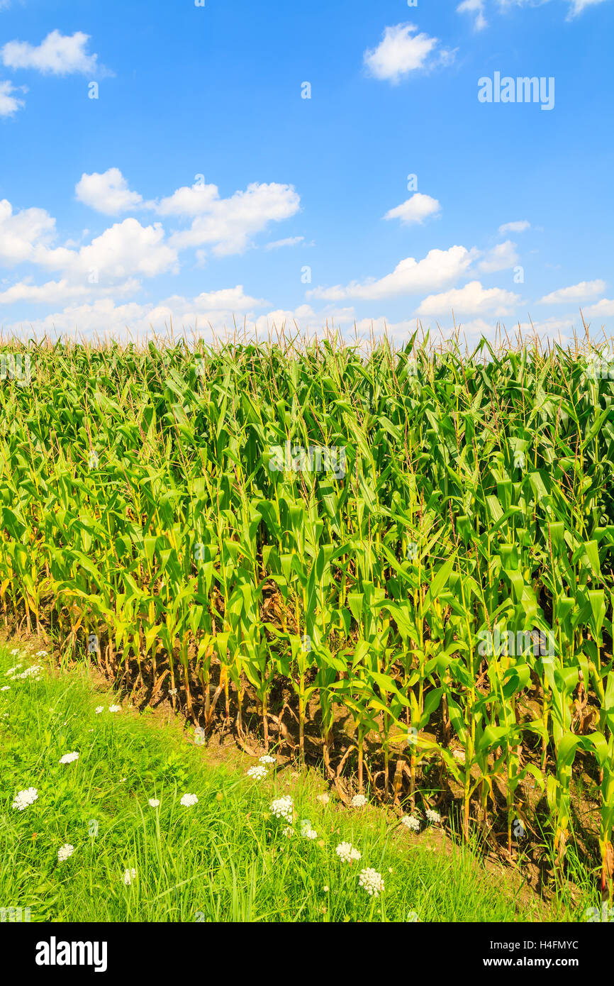 Verde campo di mais su soleggiate giornate estive di Paczultowice villaggio nei pressi di Cracovia in Polonia Foto Stock