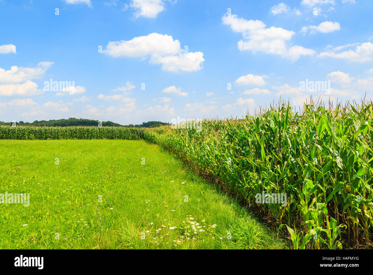 Campo di mais su soleggiate giornate estive di Paczultowice villaggio nei pressi di Cracovia in Polonia Foto Stock