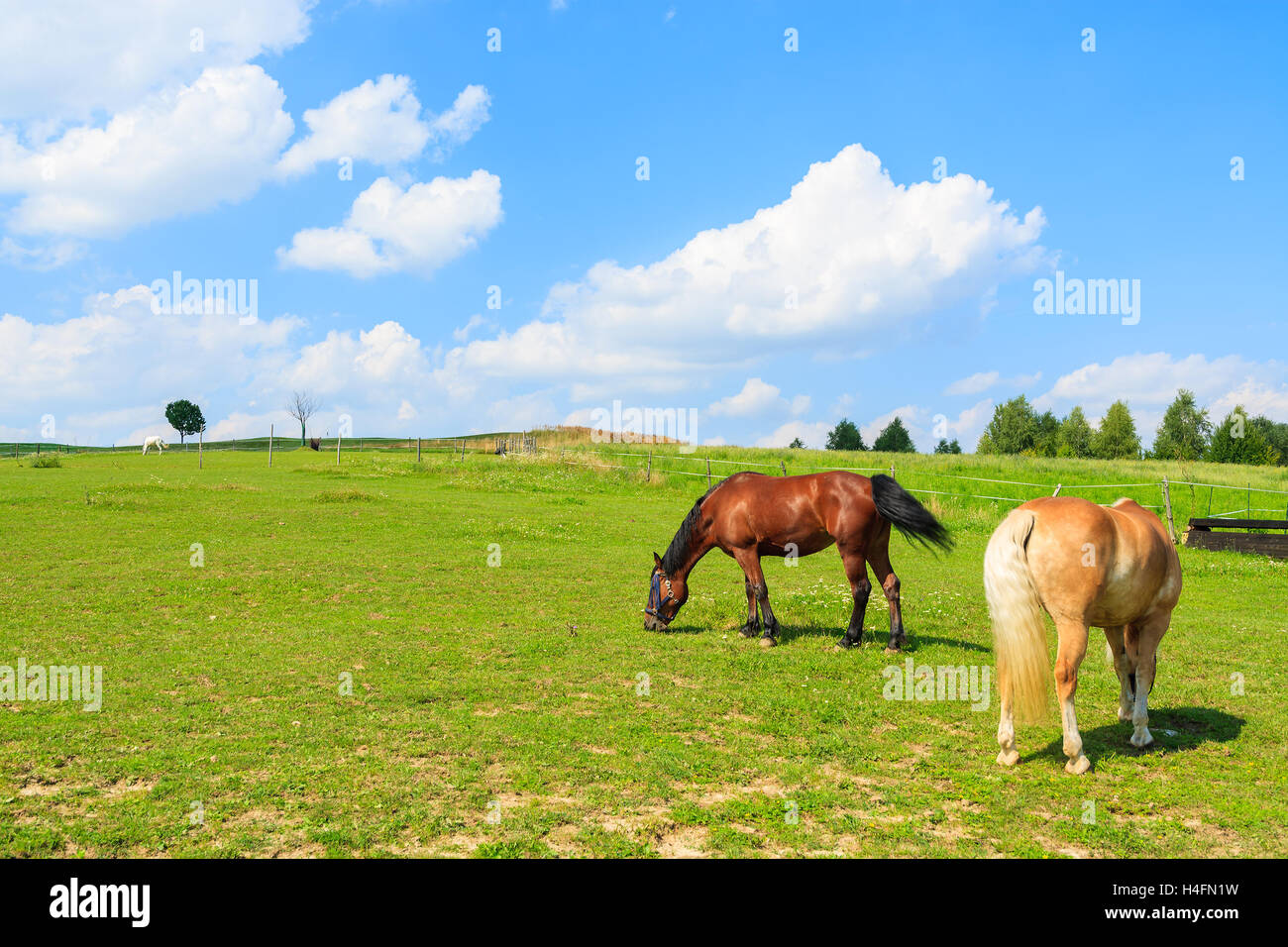 Due cavalli pascolano sul prato verde sulla soleggiata giornata estiva vicino a Cracovia in Polonia Foto Stock