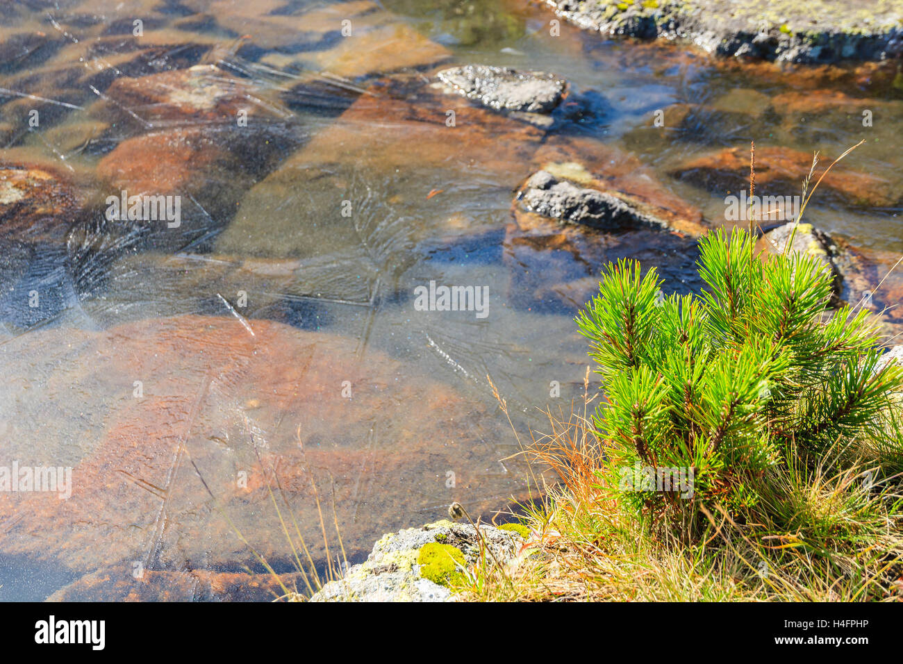 Nano verde di piante di pino sulla sponda del lago ghiacciato in valle Gasienicowa, Alti Tatra, Polonia Foto Stock