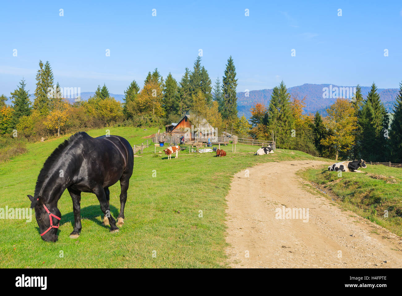 Cavallo nero di pascolare su campo verde lungo una strada rurale in Pieniny Mountains, Polonia Foto Stock