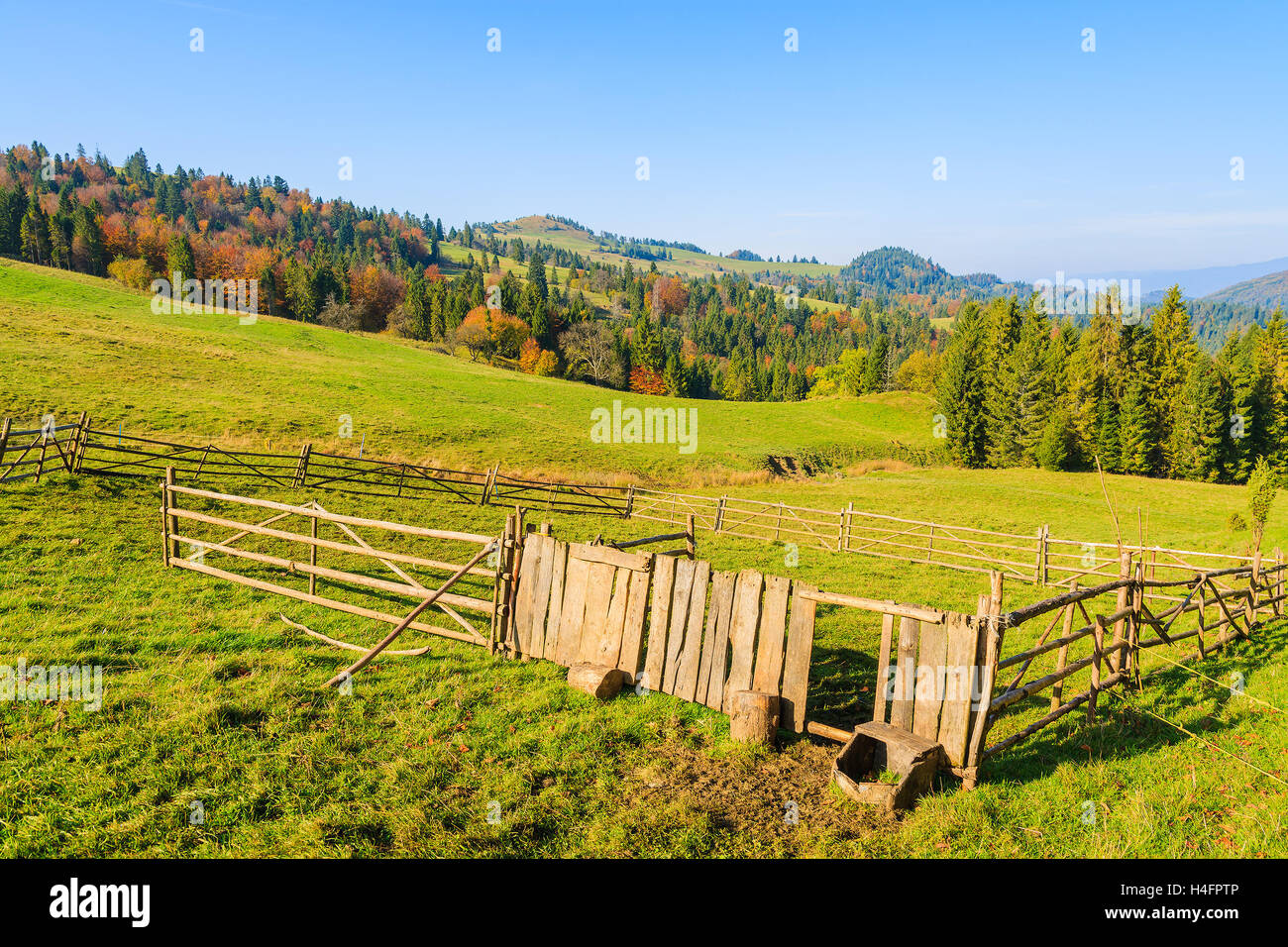 Penna per pecore sul campo verde nel paesaggio di campagna di Pieniny montagne sulla soleggiata giornata autunnale, Polonia Foto Stock