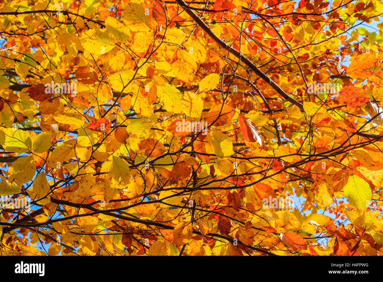 Foglie colorate su alberi nella stagione autunnale, Pieniny Mountains, Polonia Foto Stock