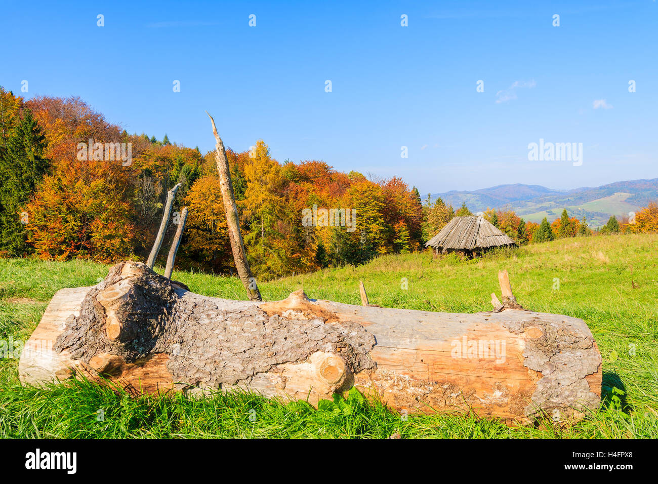 Tronco di albero sul verde prato con baita in background sulla soleggiata giornata autunnale, Pieniny Mountains, Polonia Foto Stock