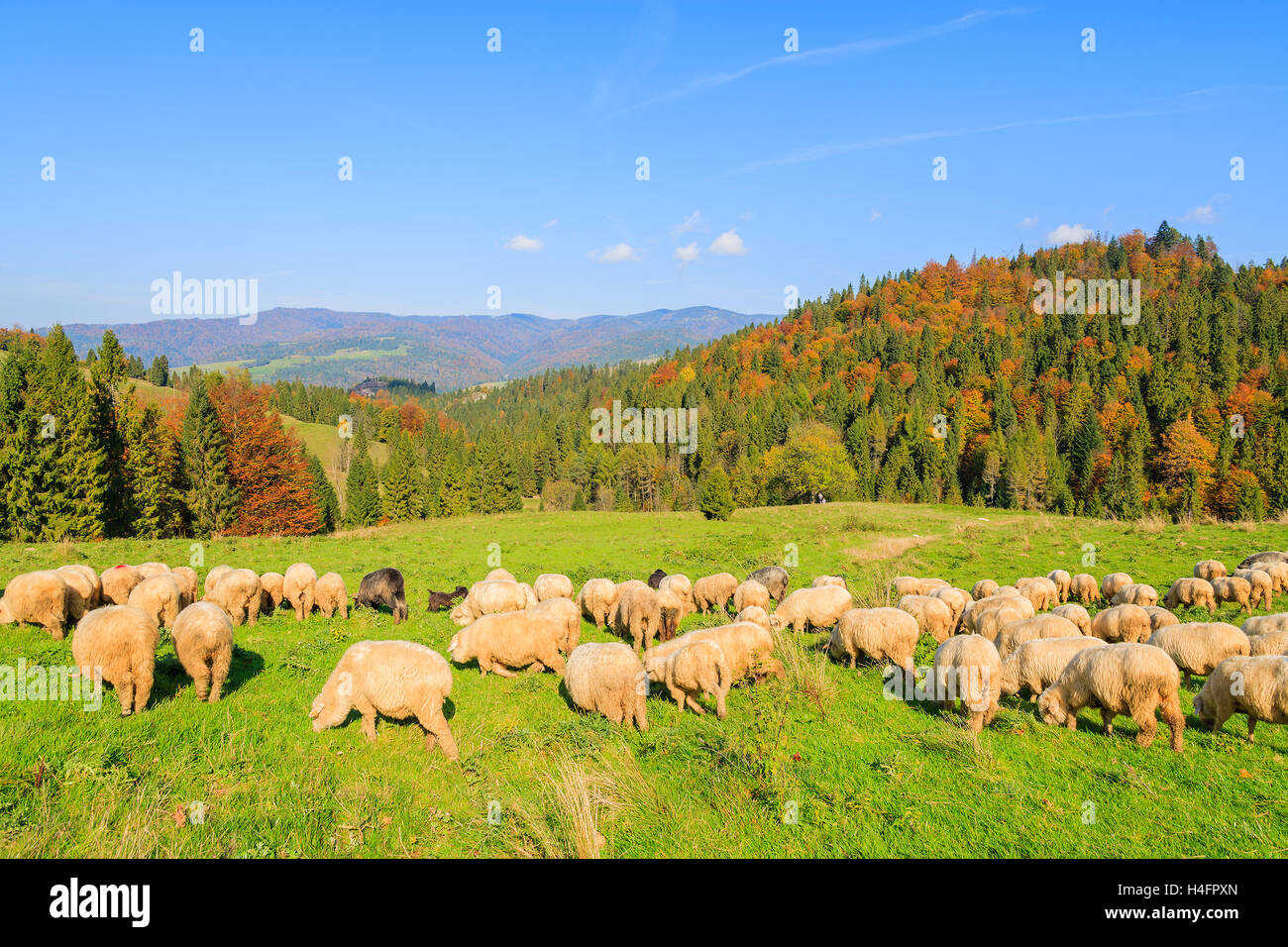 Gregge di pecore al pascolo su prato verde in Pieniny montagne sulla soleggiata giornata autunnale, Polonia Foto Stock