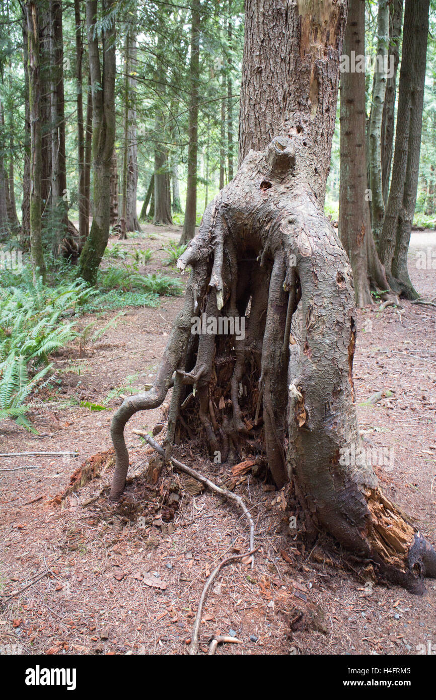 Struttura della foresta con le radici esposte, natura ispirazione sull'Isola di Vancouver Foto Stock