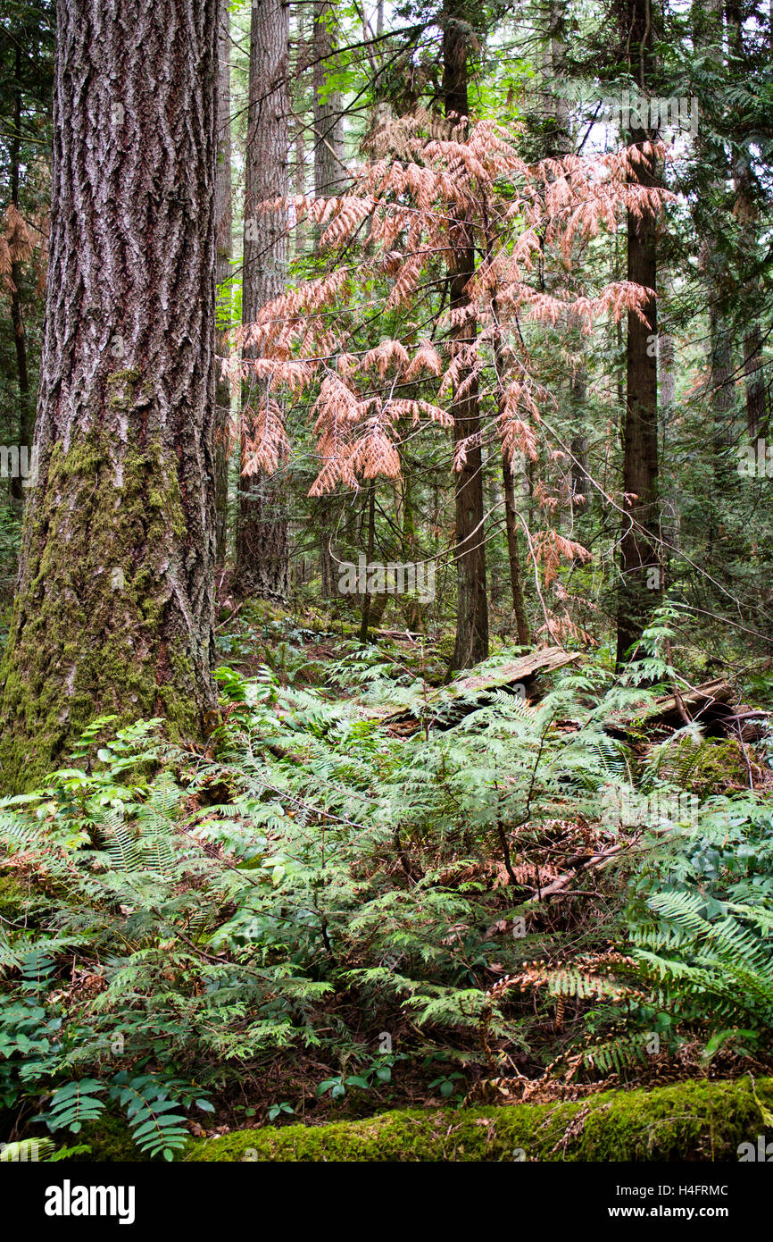 Unico albero rosa in una foresta di alberi verdi sull'Isola di Vancouver, ispirazione per esterni Foto Stock