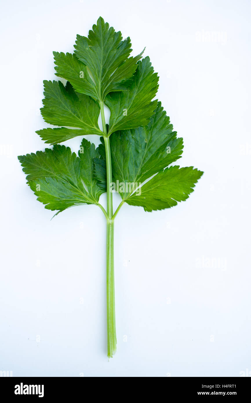 Unico pezzo di sedano verde, coltivati localmente, food ispirato Foto Stock