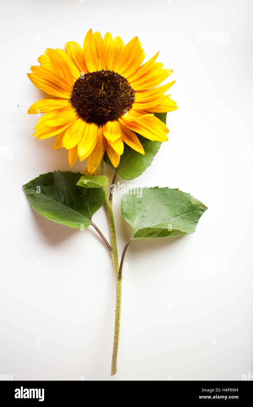 Girasole giallo con foglie verdi, agriturismo ispirato Foto Stock