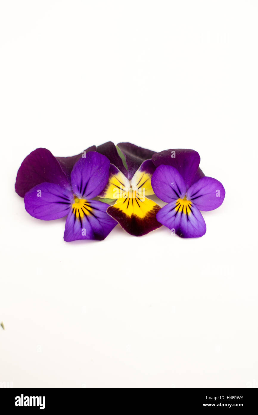 Prodotti commestibili di porpora e giallo pansy fiori, agriturismo ispirato Foto Stock