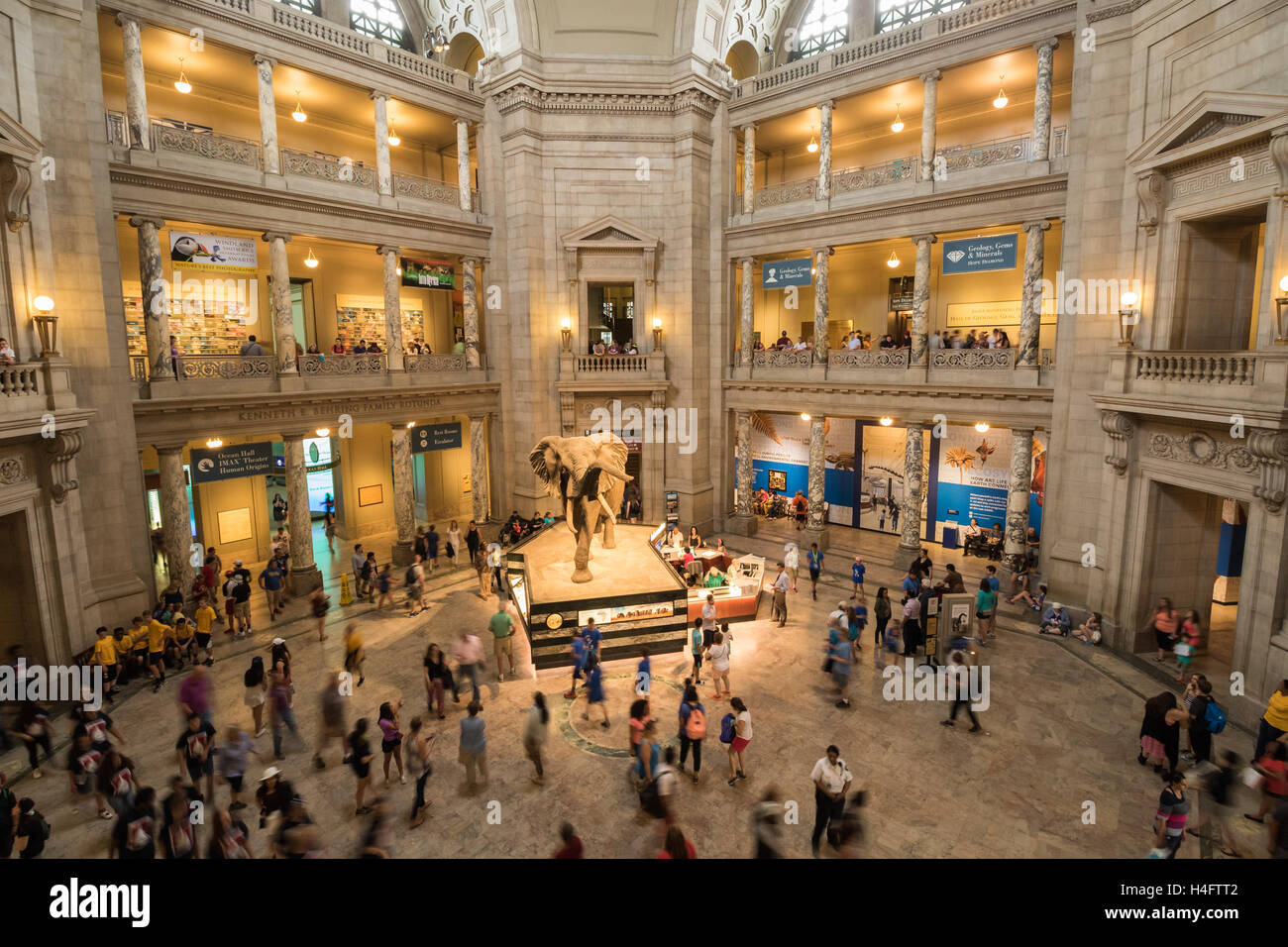 Central rotunda lobby del Smithsonian Museo Nazionale di Storia Naturale di Washington, DC Foto Stock