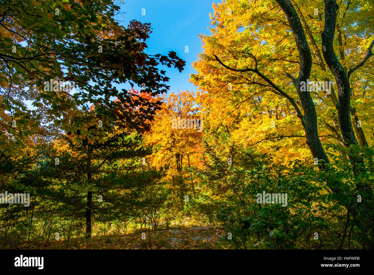 Caduta delle Foglie Harriman State Park New York Foto Stock