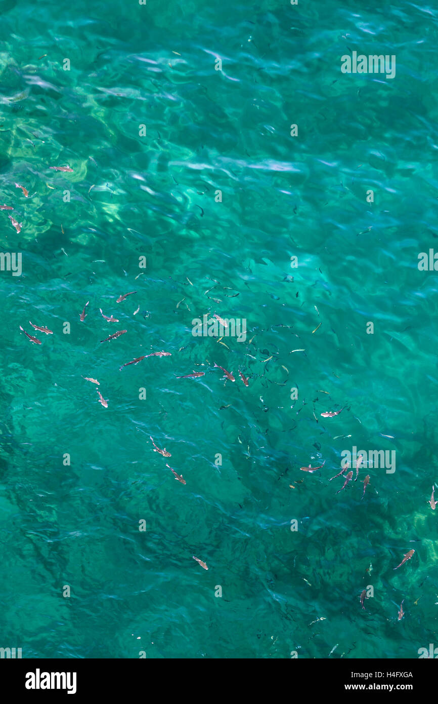 Molti pesci sulla splendida superficie di acqua. Vista superiore del Mare di Alboran nello Stretto di Gibilterra. Foto Stock