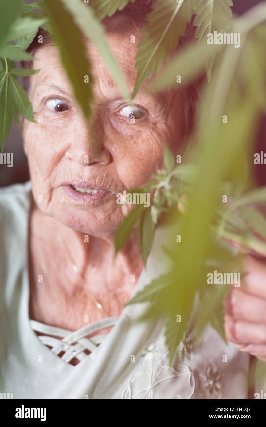 Scioccato senior donna che guarda la pianta di cannabis. Foto Stock