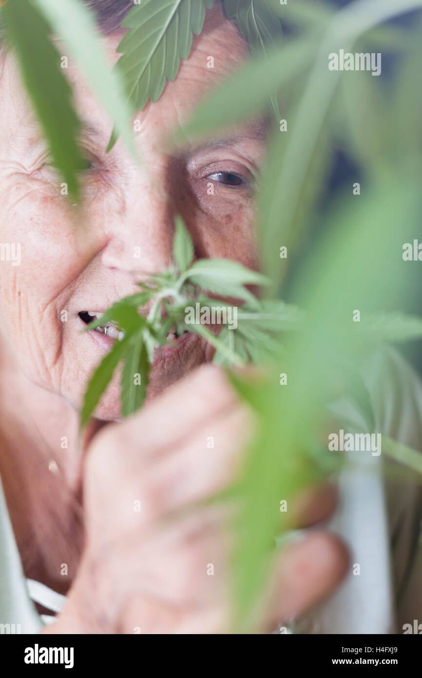Primo piano della felice donna senior odore di pianta di cannabis. Foto Stock
