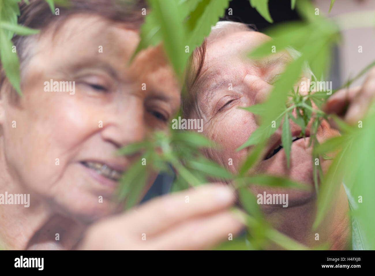 Paio di felice seniors odore di pianta di cannabis. Foto Stock