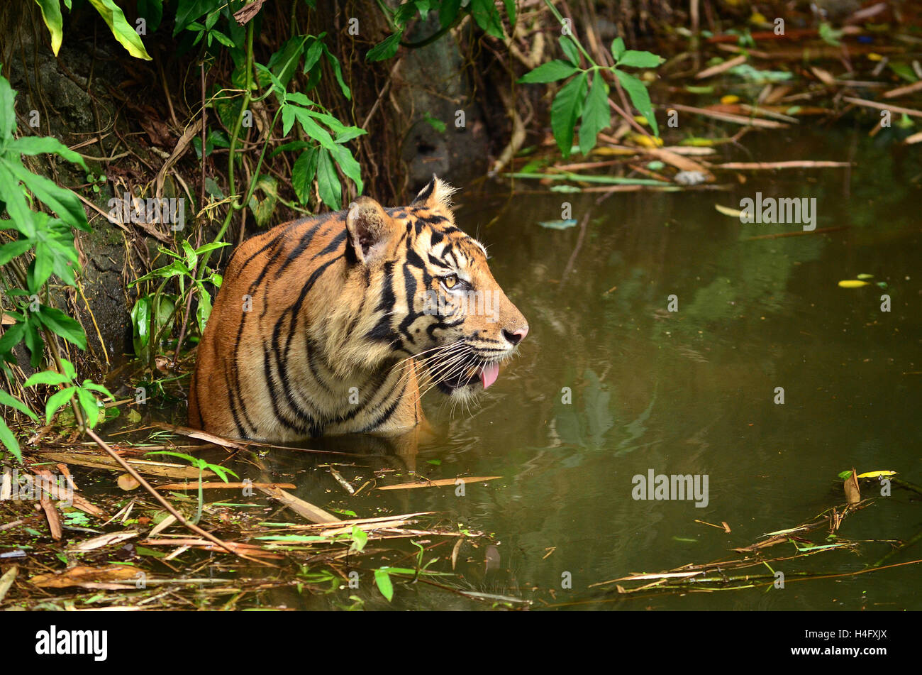 Matera tiger, Panthera tigris sumatrae, tigre di Sumatra vivono nel parco  zoo, Ragunan, Jakarta, Indonesia Foto stock - Alamy