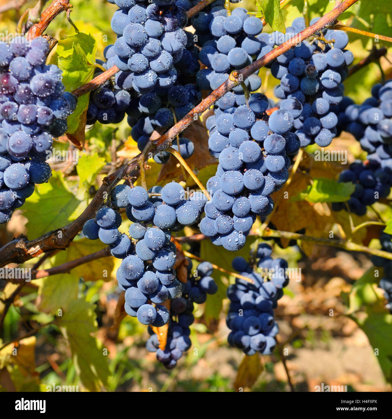 I grappoli di uva sulla vite Foto Stock