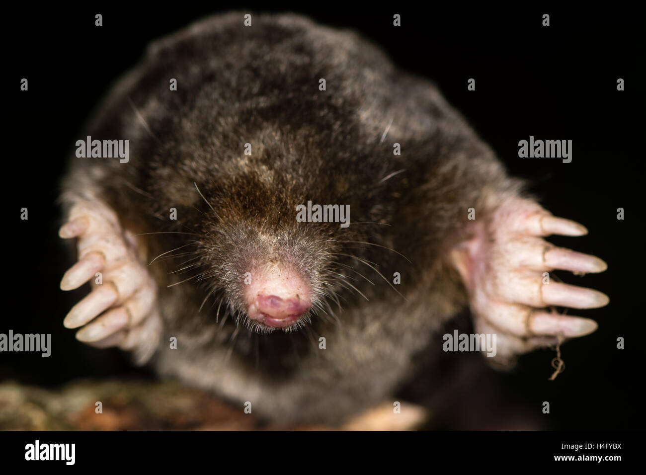 Unione mole (Talpa europaea) le teste e le zampe anteriori. Animali morti con focus su whiskers, visto da davanti Foto Stock