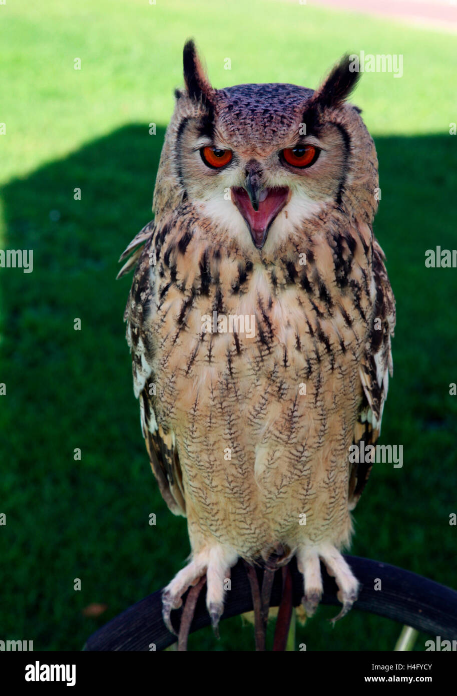 Bugsy, lingua Bengalese Gufo reale Foto Stock