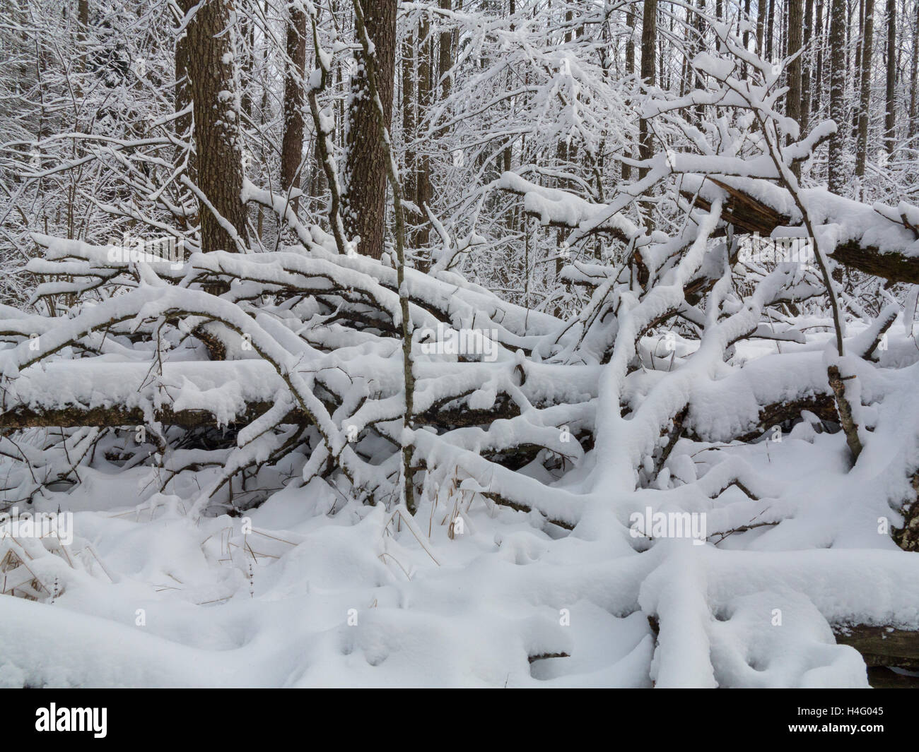 Paesaggio invernale di foresta naturale con morti tronco di quercia giacente,Bialowieza Forest,Polonia,l'Europa Foto Stock