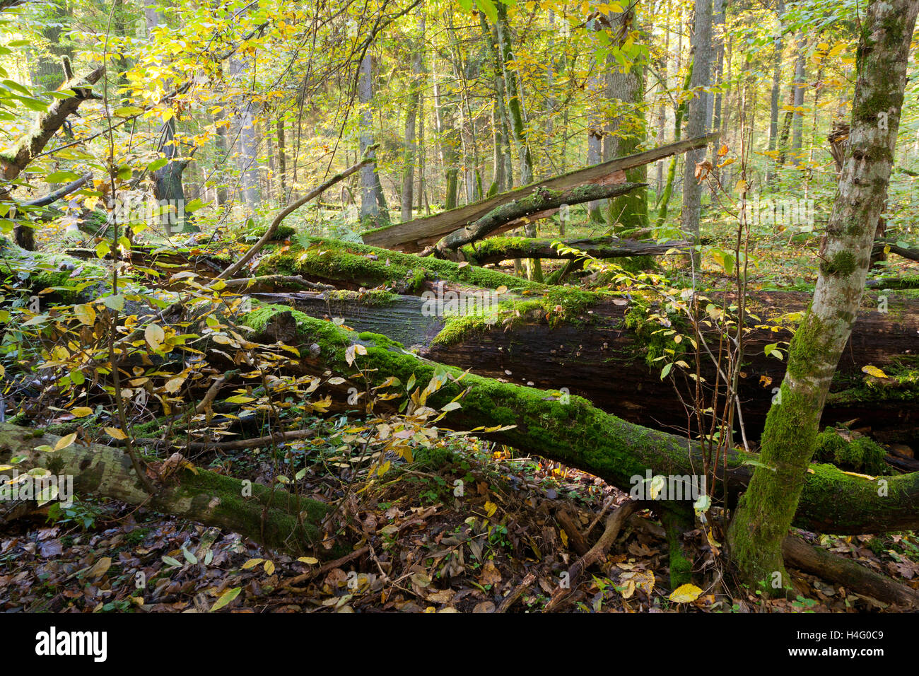 Autunno paesaggio forestale con alberi rotti strettamente la protezione della natura,area di foresta di Bialowieza,Polonia,l'Europa Foto Stock