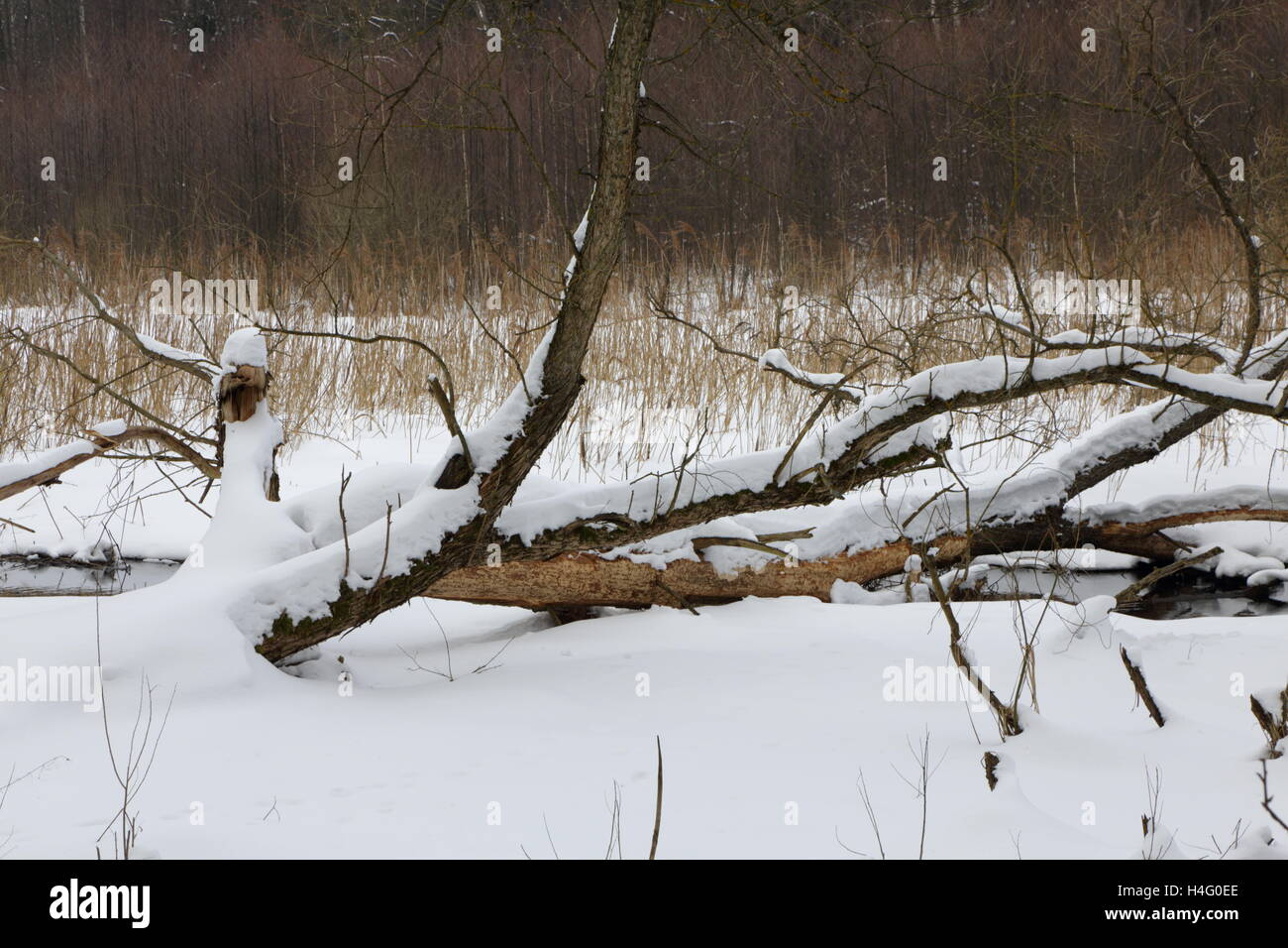 Albero rotto neve avvolto in prato, Regione Podlasie, Polonia, Europa Foto Stock