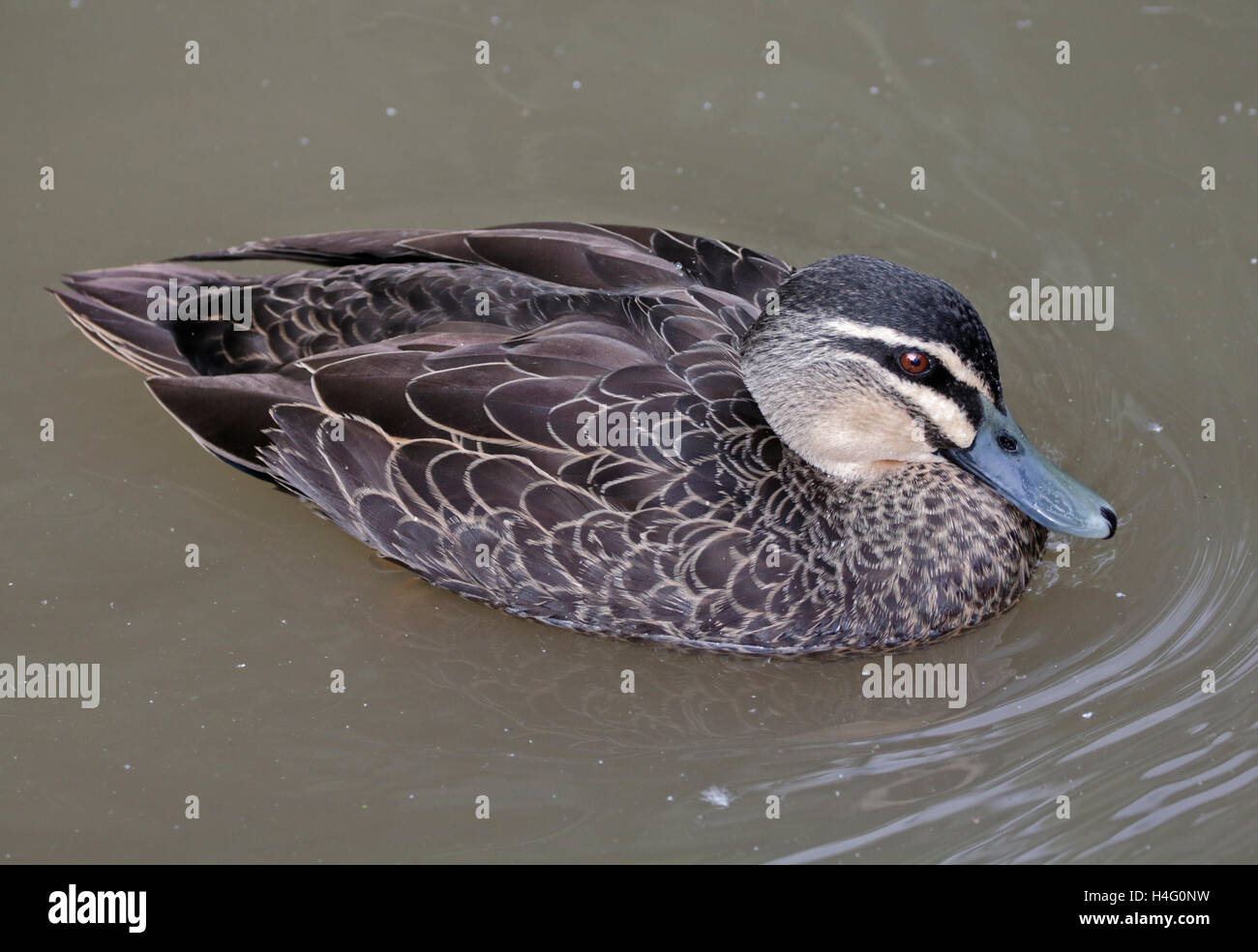 Pacific Black Duck/Lago di anatra (Anas superciliosa) Foto Stock