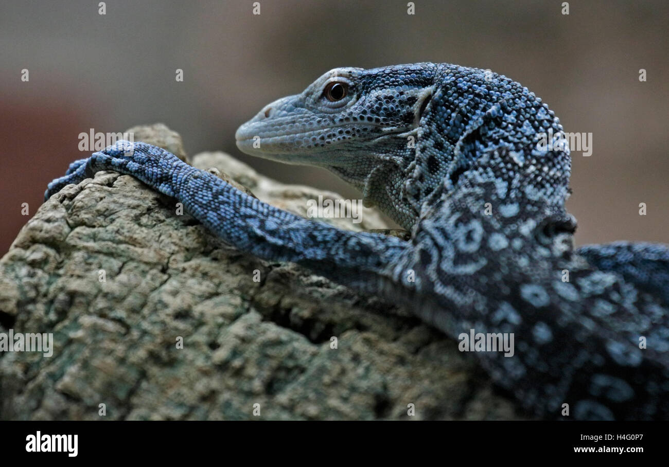 Struttura Blue-Spotted Monitor Lizard (varanus macraei) Foto Stock