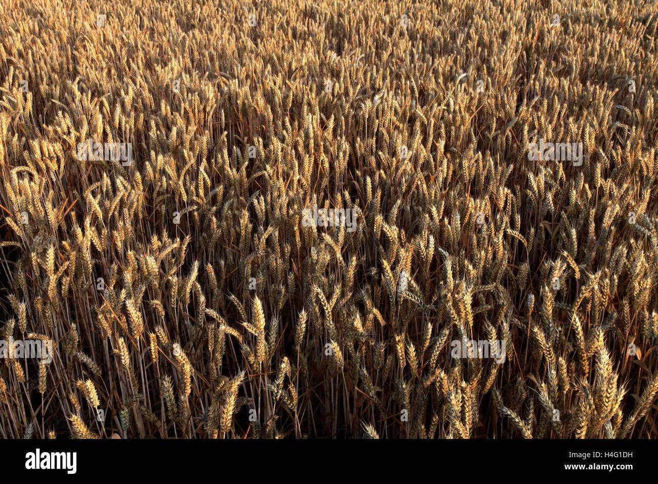 Maturazione estate campi di grano, contea di Norfolk, Inghilterra; Gran Bretagna; Regno Unito Foto Stock