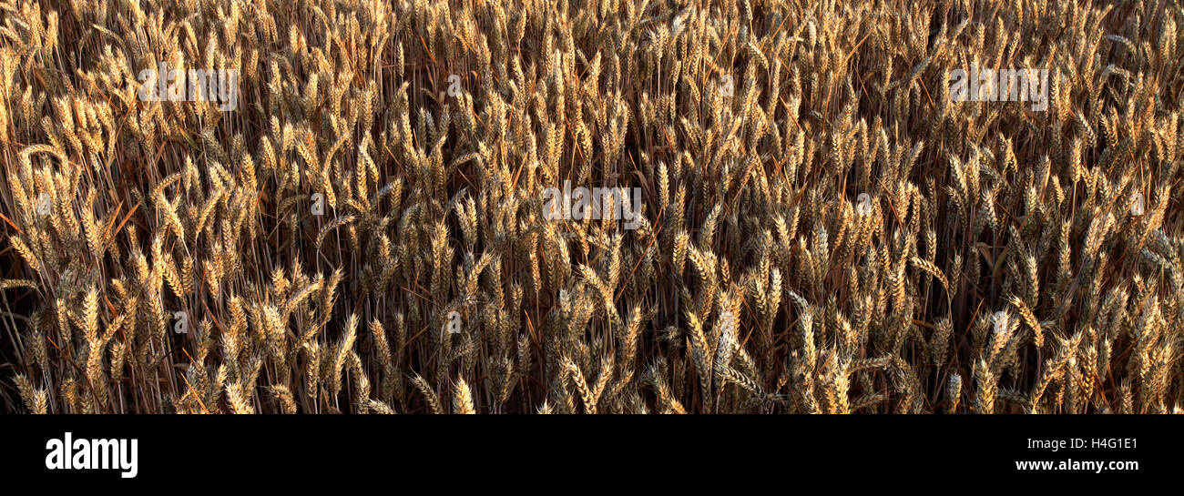 Maturazione estate campi di grano, contea di Norfolk, Inghilterra; Gran Bretagna; Regno Unito Foto Stock
