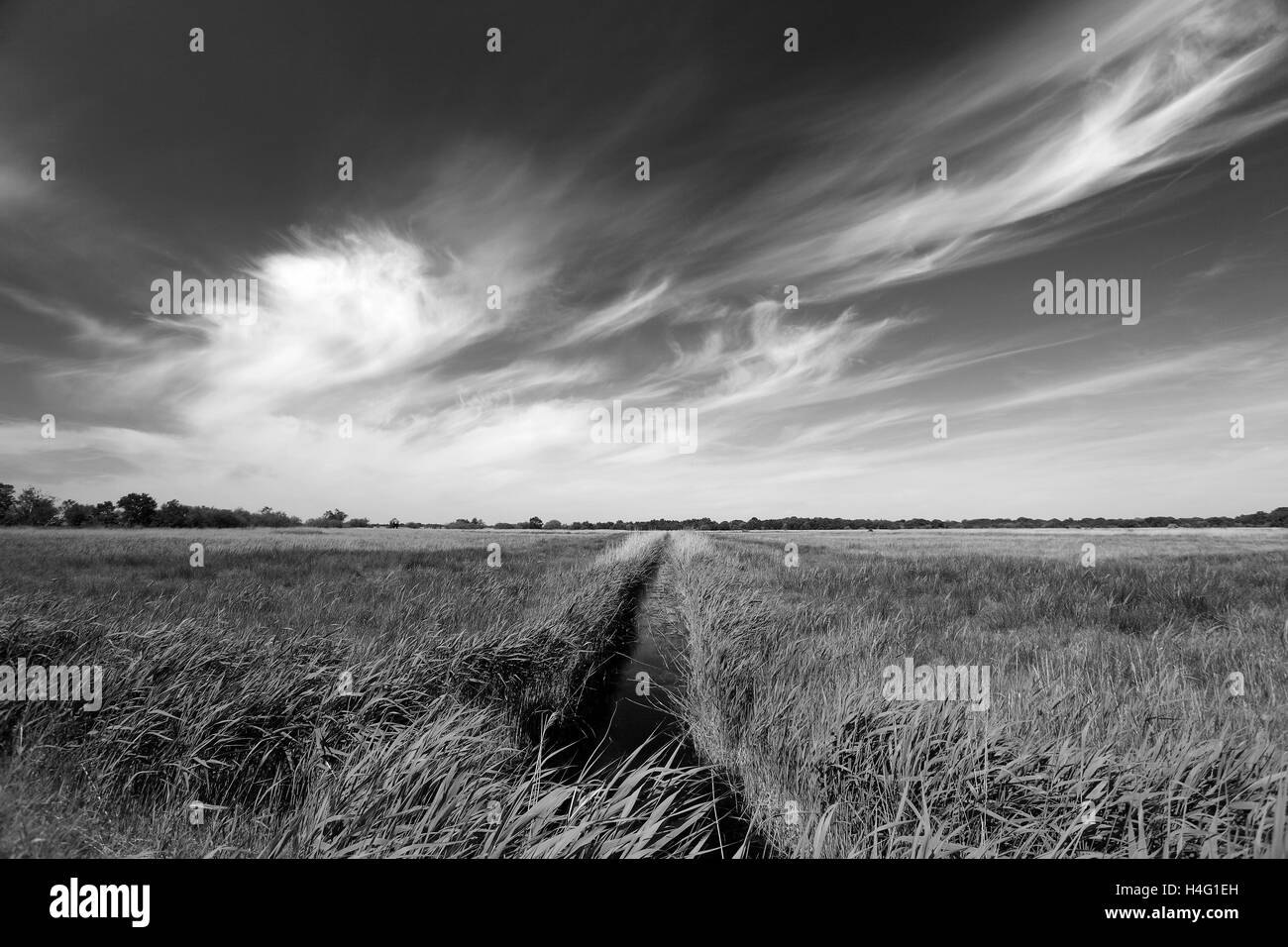 Estate canneti, Hickling Broad, Norfolk Broads, Broads viste, Norfolk, Inghilterra, Regno Unito Foto Stock