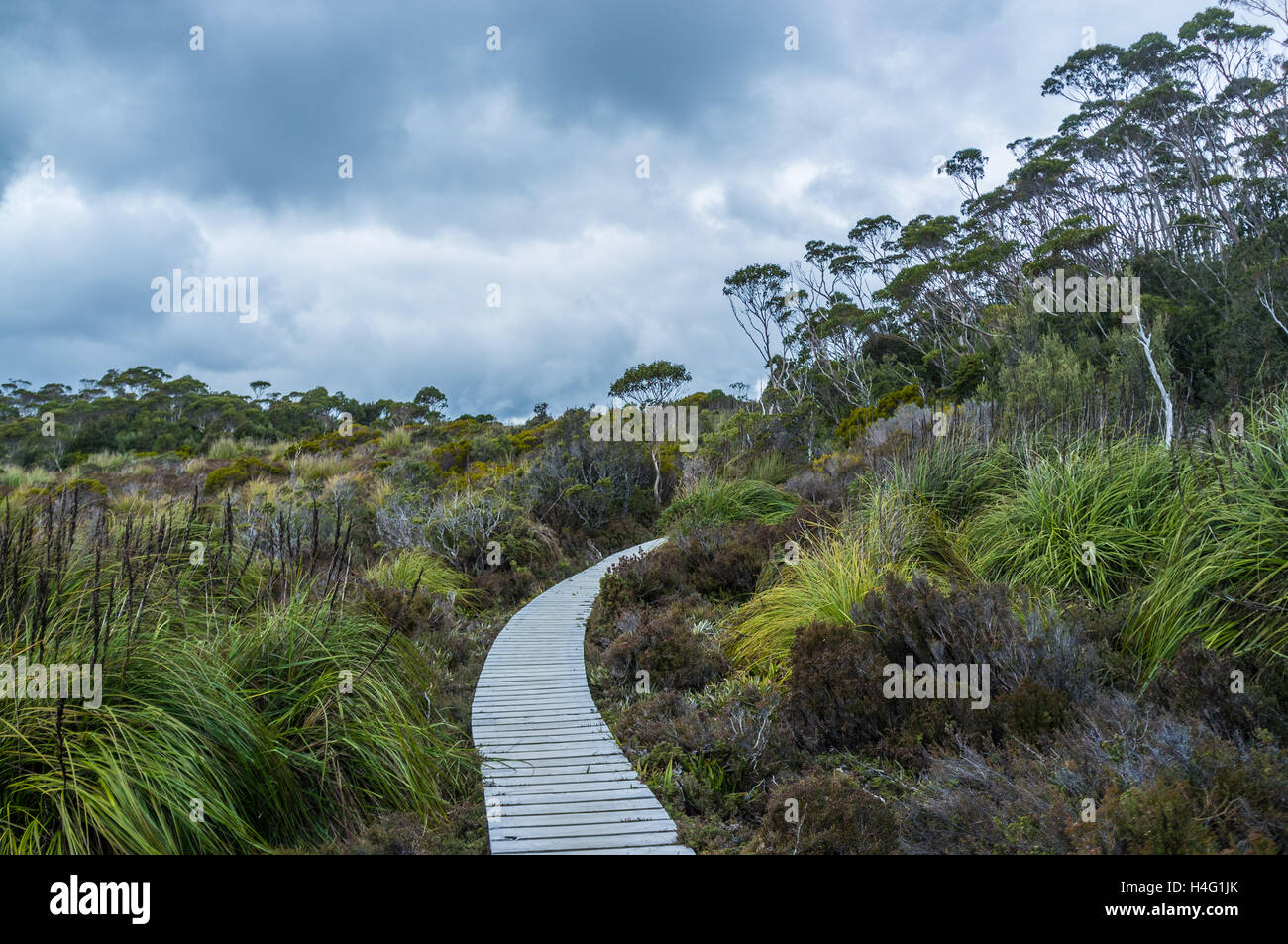 Il lungomare di avvolgimento tra vegetazione nativa in Hartz Mountains National Park, la Tasmania, Australia Foto Stock