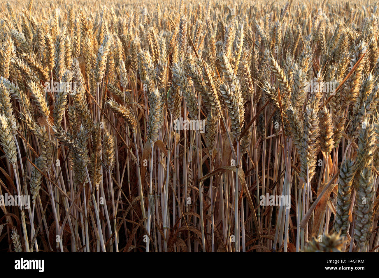 Maturazione estate campi di grano, contea di Norfolk, Inghilterra; Gran Bretagna; Regno Unito Foto Stock
