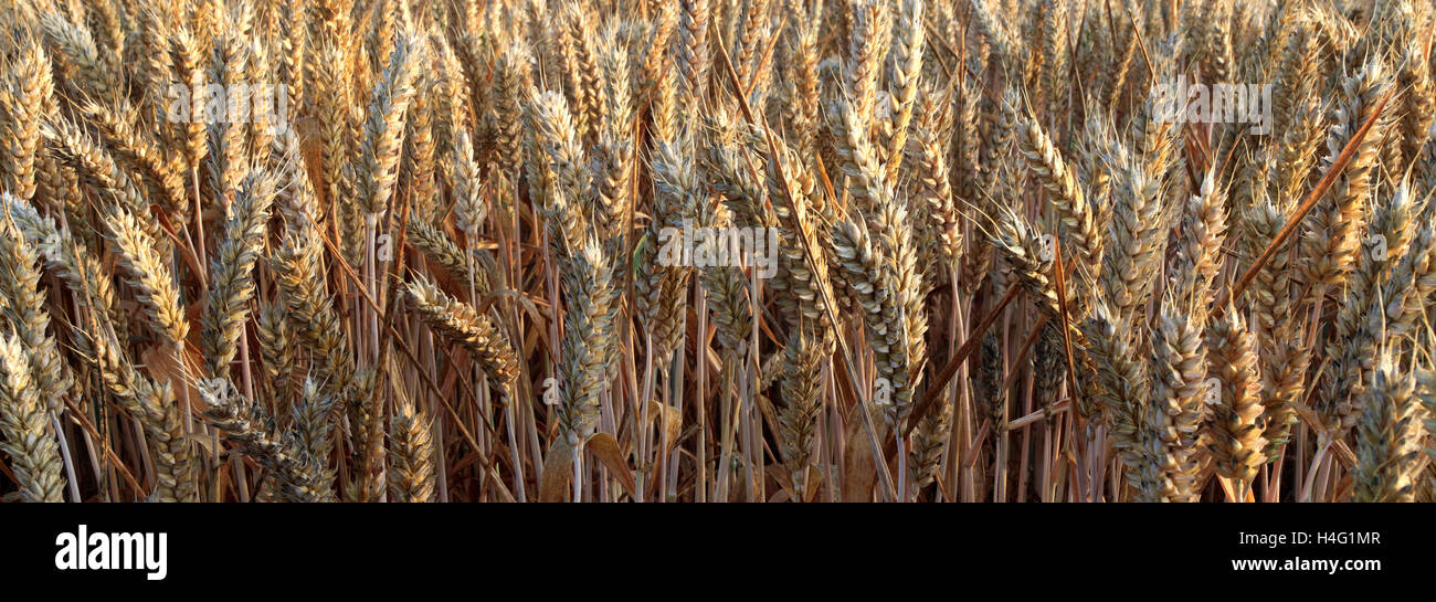 Maturazione estate campi di grano, contea di Norfolk, Inghilterra; Gran Bretagna; Regno Unito Foto Stock
