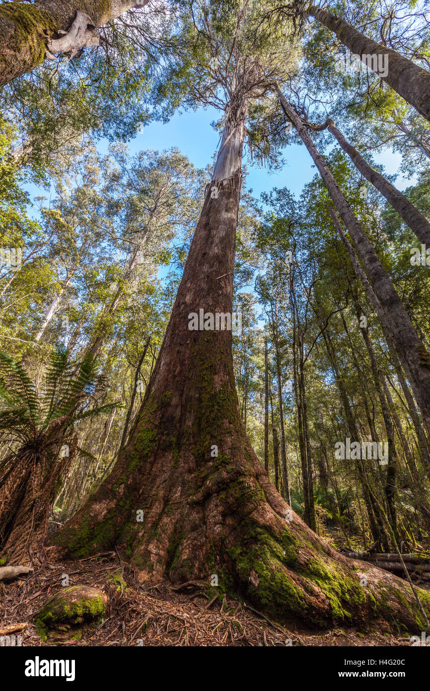 Guardando in alto a tall eucalipto in Mt. Campo Parco Nazionale, Tasmania, Australia. Foto Stock
