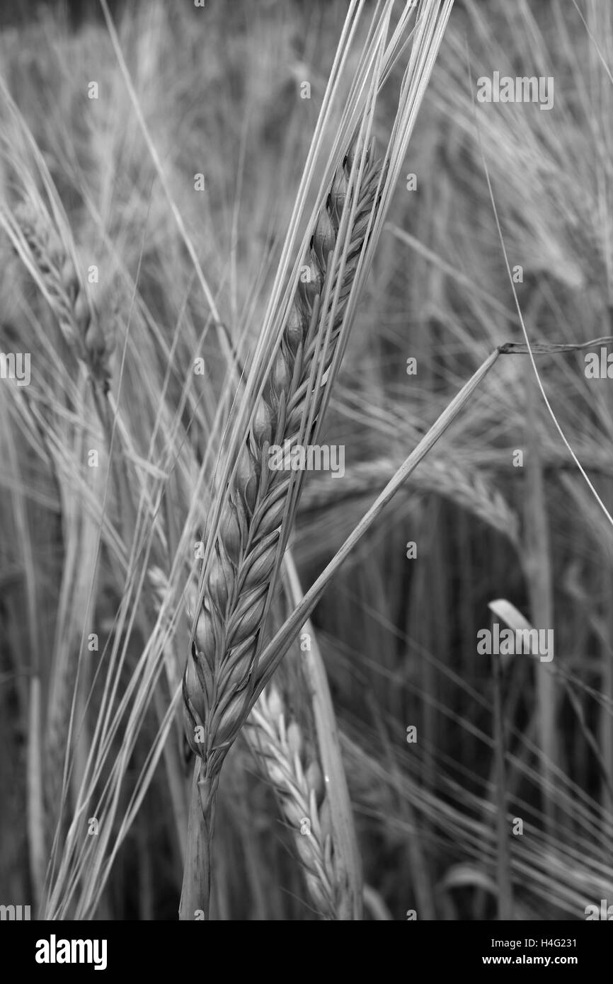 Maturazione estate campi di grano, contea di Norfolk, Inghilterra; Gran Bretagna; Regno Unito Foto Stock