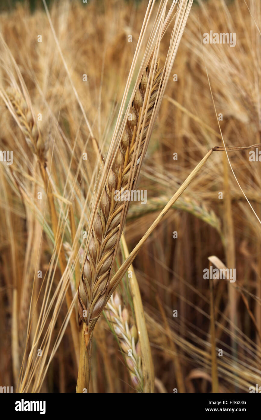 Maturazione estate campi di grano, contea di Norfolk, Inghilterra; Gran Bretagna; Regno Unito Foto Stock