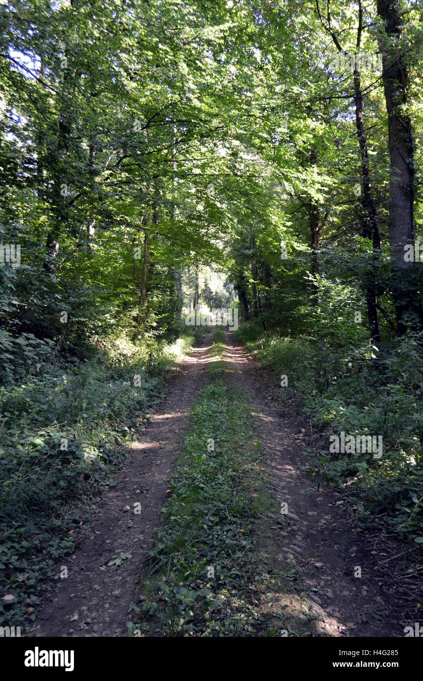 Sassoso sentiero nel bosco un giorno d'estate. Foto Stock