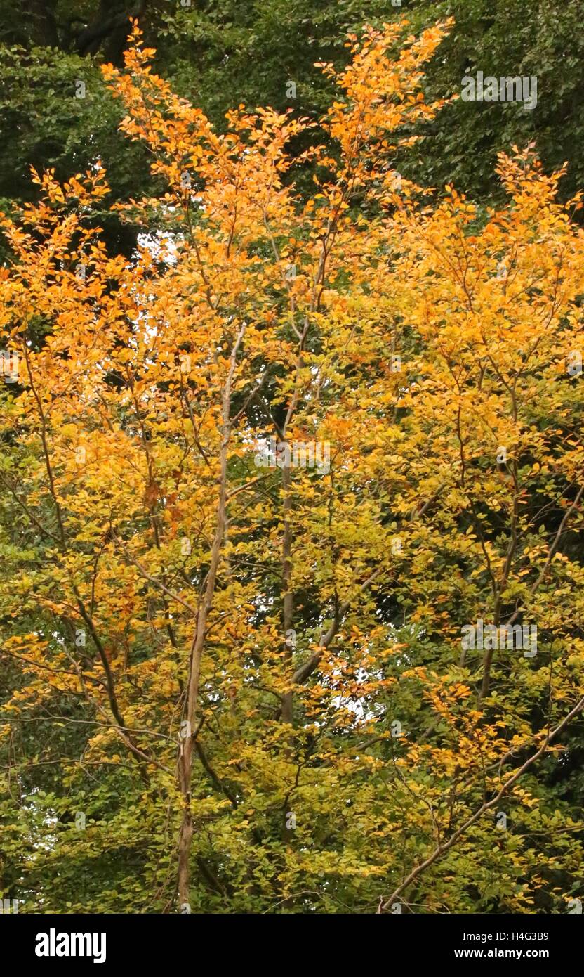 Il faggio in Autunno, Foresta di Dean Foto Stock