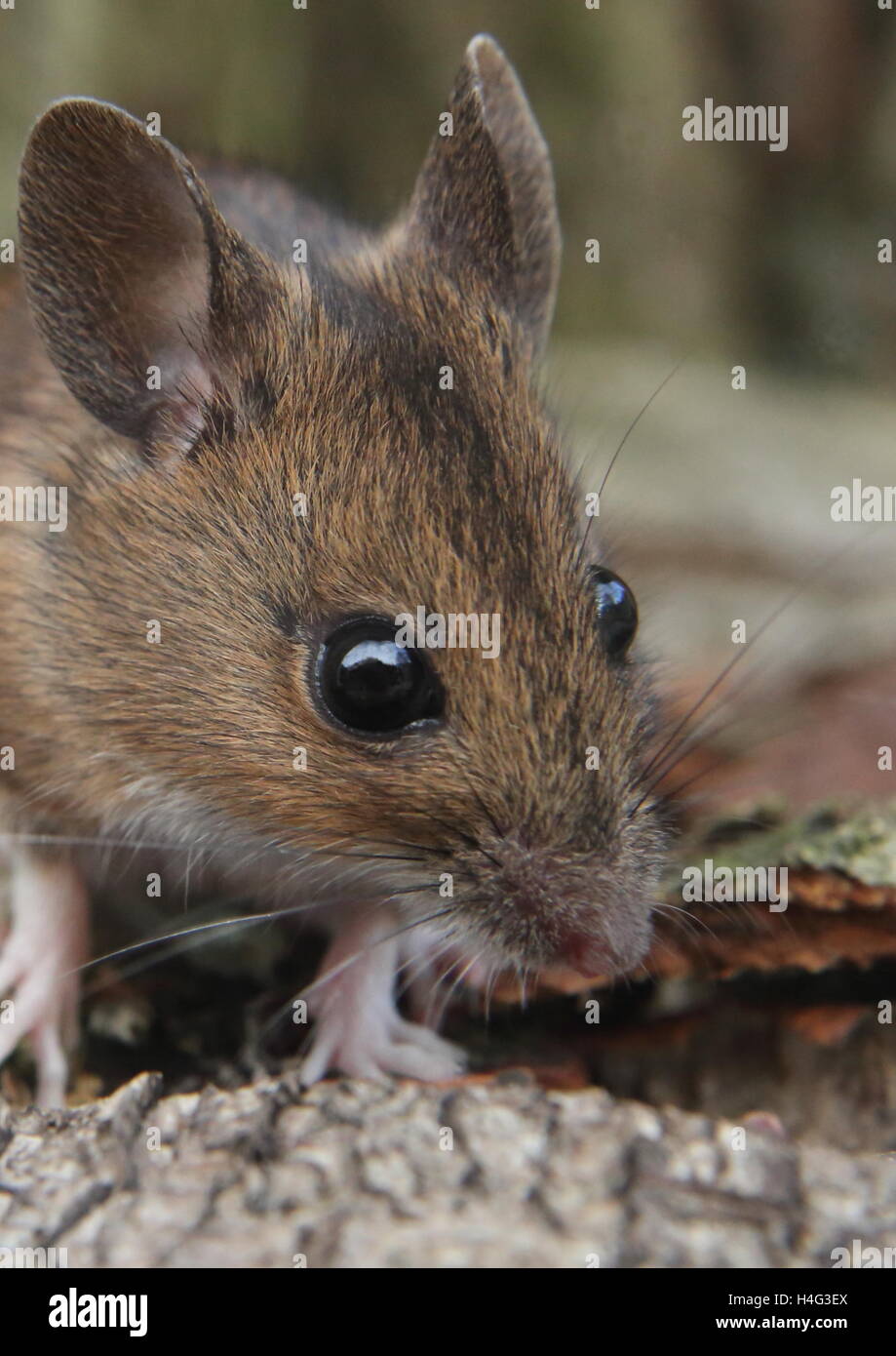 Mouse di legno (Apodemus sylvaticus) Foto Stock