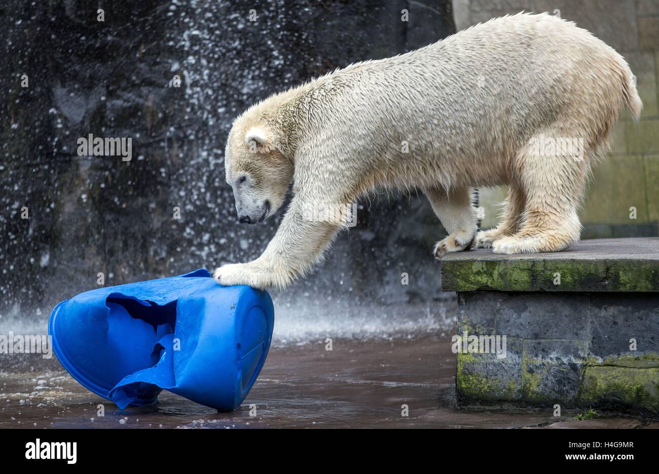 Rostock, Germania. Xii oct, 2016. Fiete l'orso polare, nato il 3 dicembre 2014, raffigurato nel suo recinto allo zoo di Rostock (Germania), 12 ottobre 2016. Un mangnet per i visitatori in questi ultimi anni, l'orso polare è di lasciare Rostock per il bene per uno zoo in Ungheria. Gli altri orsi polari sono temporaneamente anche lasciando lo zoo mentre il loro involucro è ricostruita. Foto: Jens BUETTNER/DPA/Alamy Live News Foto Stock