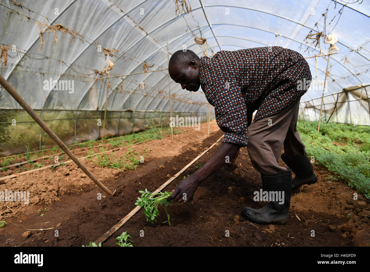 (161016) -- NAKURU, Ottobre 16, 2016(Xinhua) -- un lavoratore locale piante i germogli di pomodoro all'interno di una casa verde che viene introdotto da esperto cinese Liu Gaoqiong in Kenya presso l università di Egerton in Nakuru, Kenya, il 14 ottobre 2016. Come le relazioni cino-africano sono sempre più forte negli ultimi anni, più e più persone cinesi e le aziende investono in paesi africani con il loro fondo, le conoscenze e le competenze necessarie per aiutare l Africa a lottare contro la povertà. (Xinhua/Sun Ruibo) Foto Stock