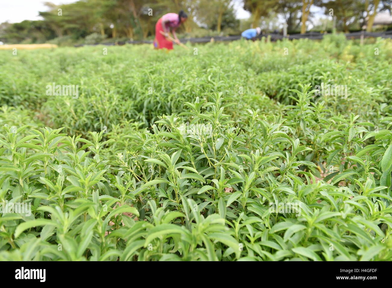 (161016) -- NAKURU, Ottobre 16, 2016(Xinhua) -- foto scattata su 13 Ottobre, 2016 mostra la sperimentazione sul campo di stevia che è introdotto da esperto cinese Liu Gaoqiong in Kenya presso l università di Egerton in Nakuru, Kenya. Come le relazioni cino-africano sono sempre più forte negli ultimi anni, più e più persone cinesi e le aziende investono in paesi africani con il loro fondo, le conoscenze e le competenze necessarie per aiutare l Africa a lottare contro la povertà. (Xinhua/Sun Ruibo) Foto Stock