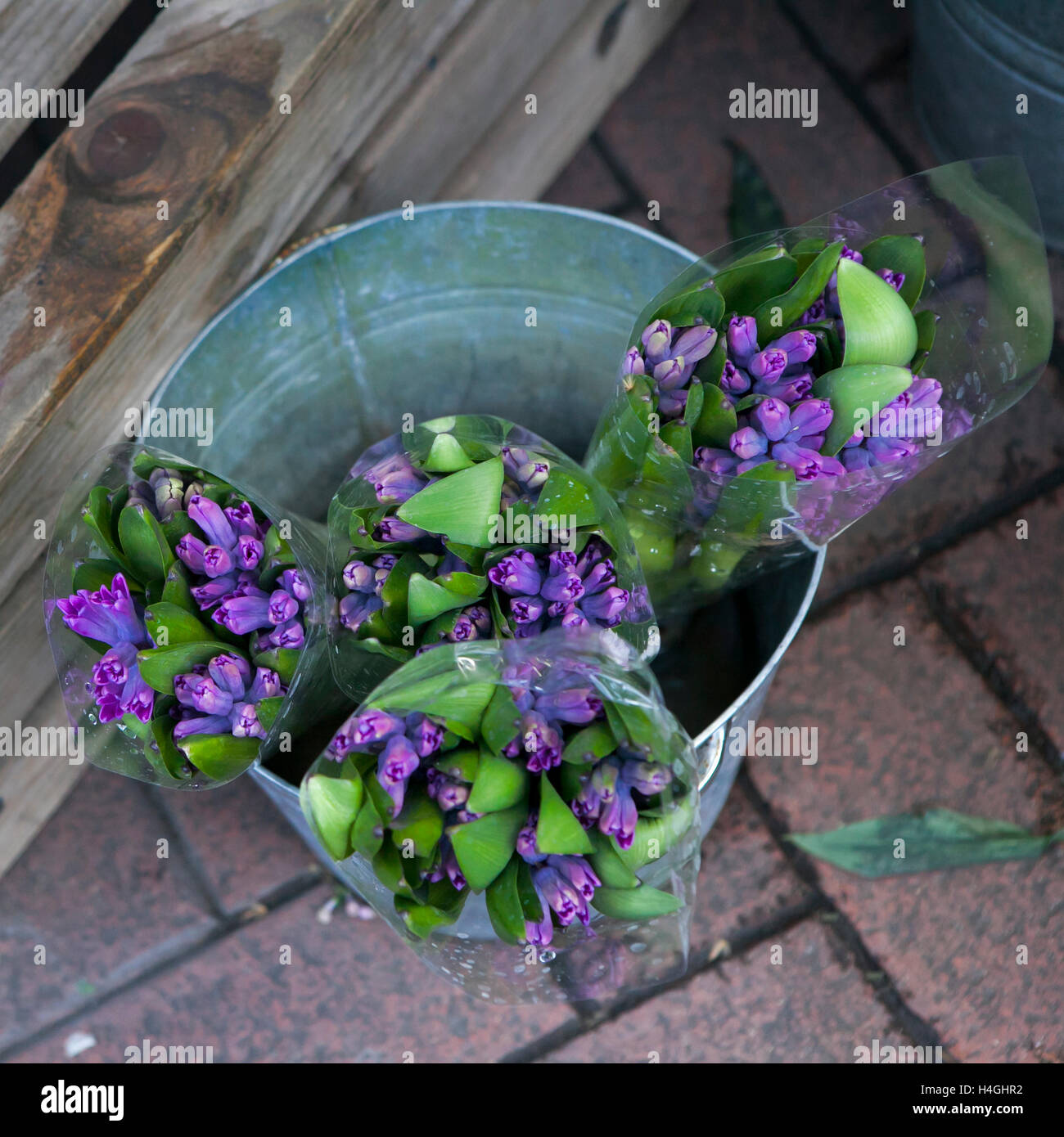 Impianto di giacinto circondato da fiori diversi nel negozio di fiori. Messa a fuoco selettiva Foto Stock