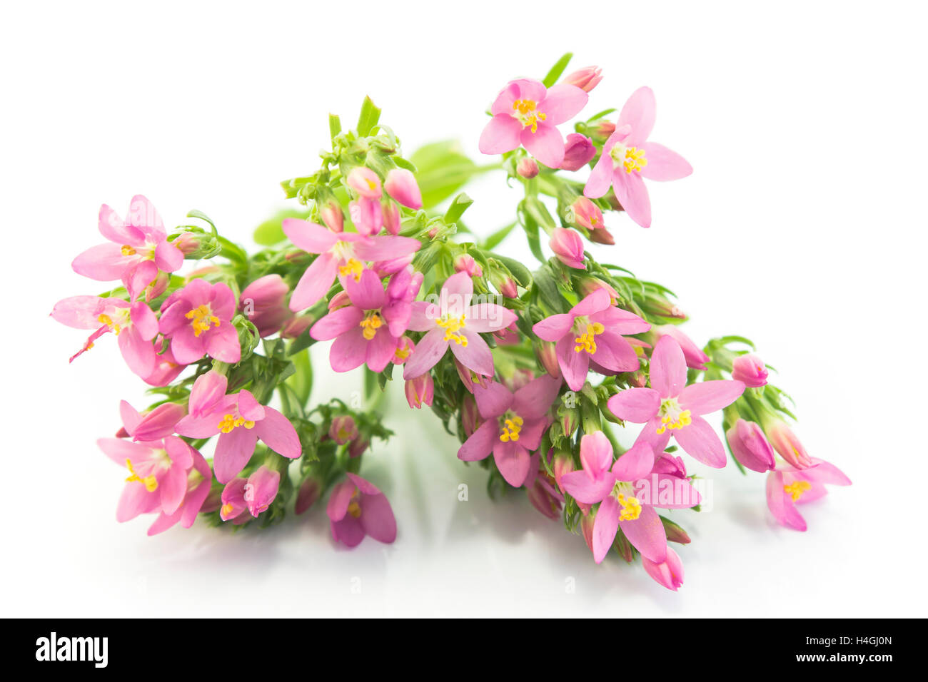 Common Centaury ( Centaurium Erythraea ) fiori. Foto Stock