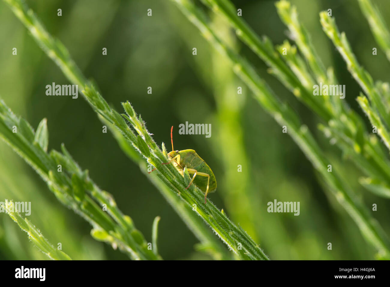 Un verde bug di protezione seduto su una pianta verde stelo Foto Stock