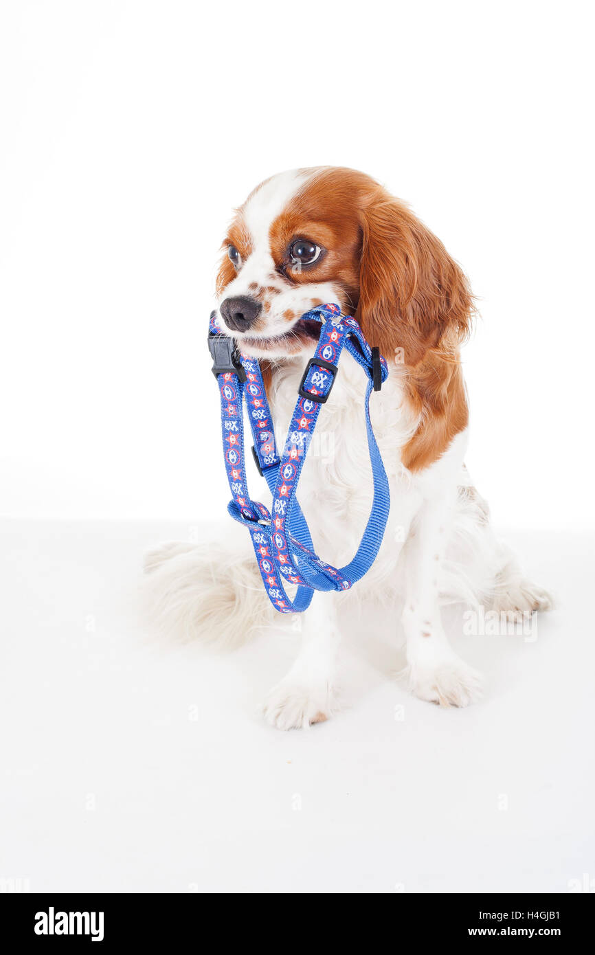 Addestrato Cavalier King Charles Spaniel studio sfondo bianco fotografia. Il cane con il cablaggio in attesa di tempi di percorrenza. Foto Stock